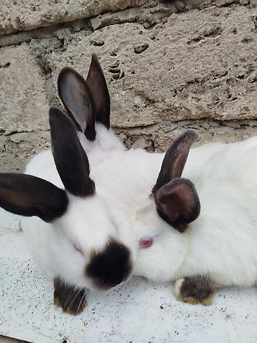 Dovşanlar: Kalfor dovsanlar temiz qan — 10