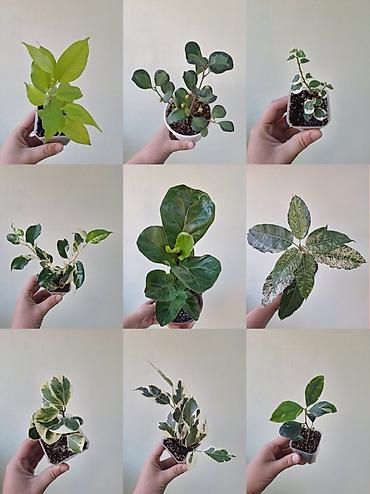 фикусы: 🌿 В продаже фикусы разных сортов (детки/молодыерастения). 💚 Названия — 1