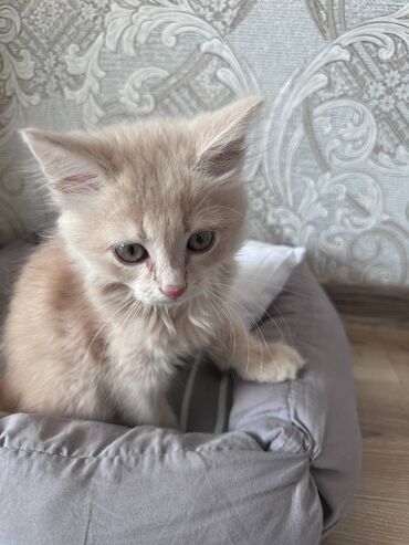 Продажа кошек: Скотиш Фолд (Шотландская вислоухая), 3 месяца, Мальчик, Золотая шиншилла, Приучена к лотку