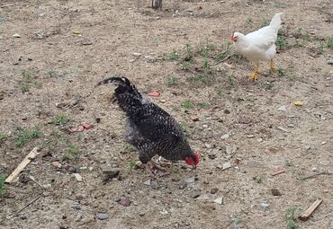 Xoruzlar: Xoruzlar her növde var qiymetler 15,17,20,25, ve 70azn çatdirilmada — 2