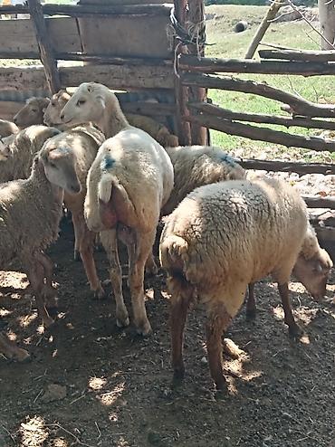 45 damazlıq quzudu 7 erkey qalanı dişidi sort quzuıardı 260 deyilir