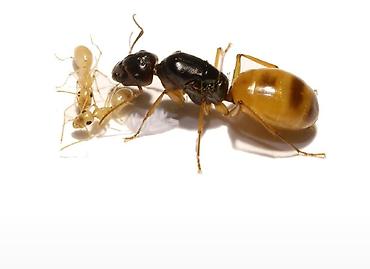 Другие животные: ‼️Колонии Муравьев с Формикариями разныные колоний большой выбор — 2