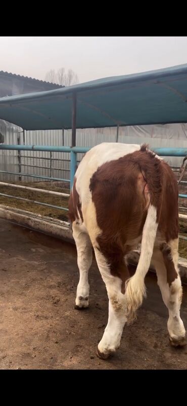 Inəklər, öküzlər: Simental cinsi inək - Rəng: qırmızı-ağ ala - Südçülük istiqaməti, iri — 5