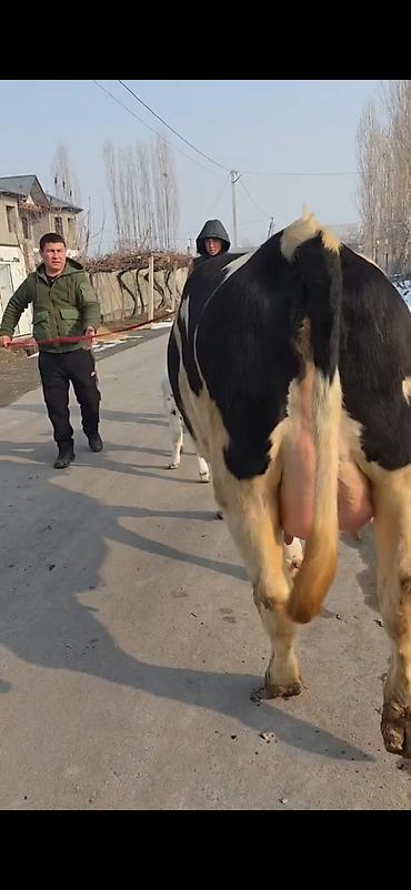 Inəklər, öküzlər: Südlük inək buzovla birlikdə - Cins: Holşteyn tipli, ağ-qara rəngli - — 6