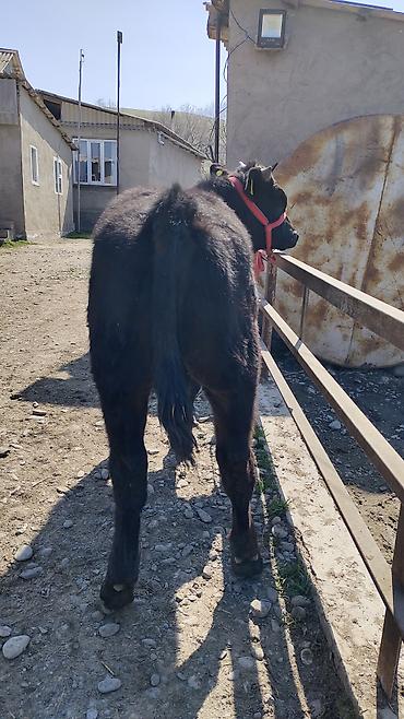 Коровы, быки: Продаю | Бык (самец) | Бельгийская | На откорм | Привязанные — 6