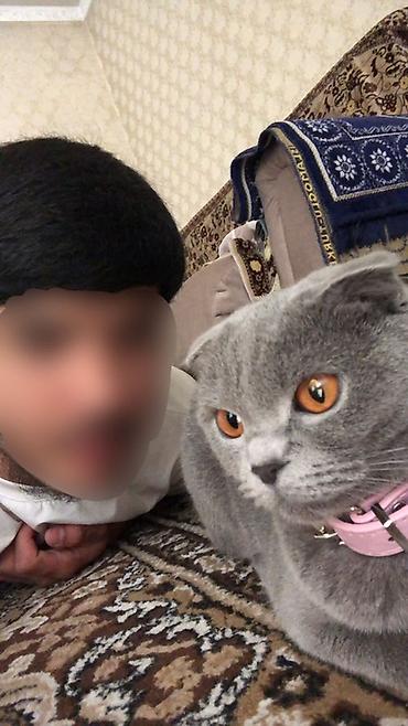 кошка майкун: Шотландская вислоухая кошка (Scottish Fold) - Окрас: ровный — 1