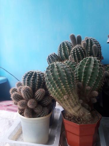 кактус эхинопсис: Коллекция домашних кактусов (разные виды Echinopsis/Trichocereus и — 2