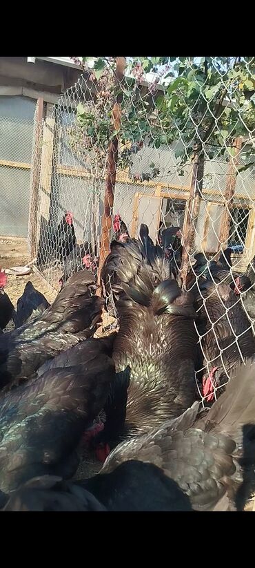 Digər quşlar: Alman cinsi australorp cücə və yumurta sifarişi qəbul olunur. bütün — 7