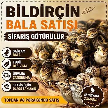çin bıldırcını: Bildirçin bala satışı – sifariş qəbul olunur qiymət 70 qəpik say çox — 2