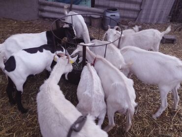 Козы, козлы: Продаю | Коза (самка) | Зааненская, Битал — 12