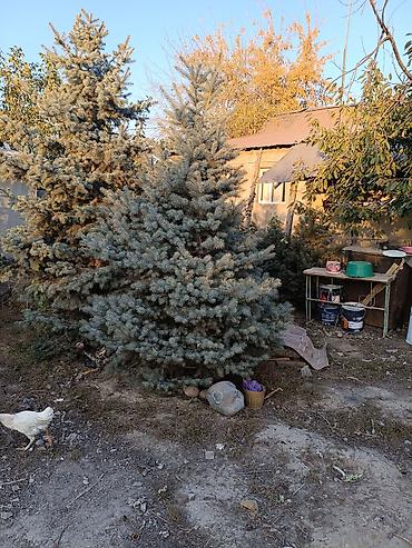 купить живую елку в горшке: Голубая ель (Picea pungens Glauca) для озеленения участка. - Пышная — 1