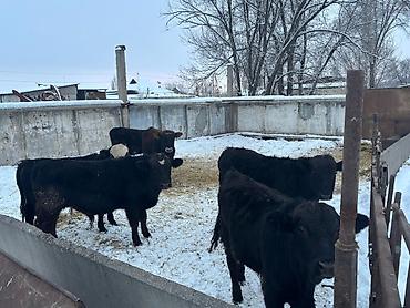 Коровы, быки: Продаю | Бык (самец) | На откорм — 7