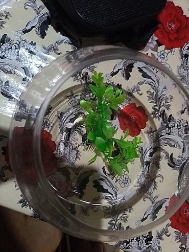 quppi baliqlari haqqinda: Şüşə akvarium qabı (balaca “fishbowl” tipli) - Material: şəffaf qalın — 1