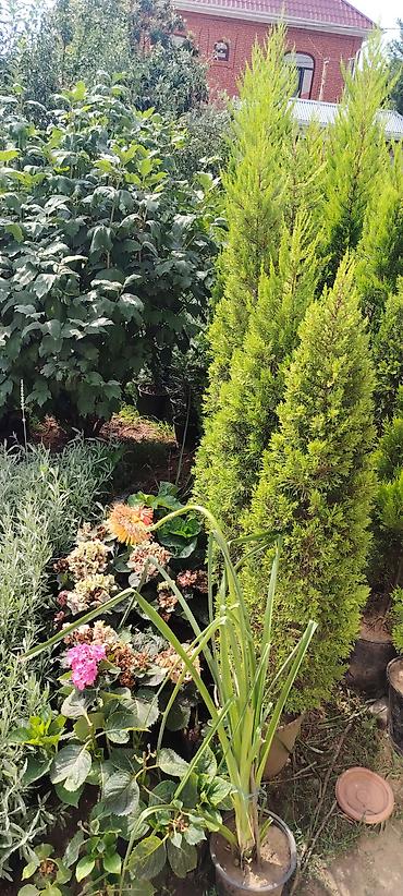 ev gülleri ve adlari: Bağ və ev üçün dekorativ saksı bitkiləri - Sedum (sukulent): İncə — 7