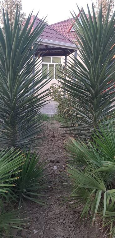 Uzunmüddətli kirayə evlər: 100 kv. m, 3 otaqlı — 7