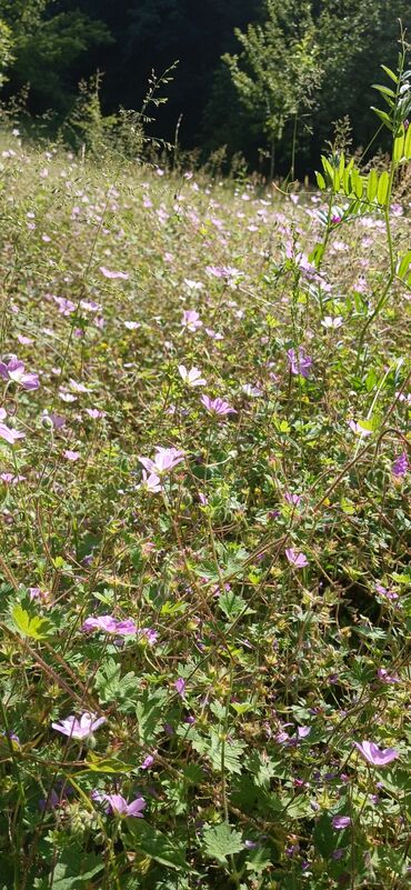 Digər qida məhsulları: ARI ÇÖRƏYİ ( GÜLƏM) Arı məhsulu Tərkibi: 1. Çiçək tozu əsasən; 2. arı — 11