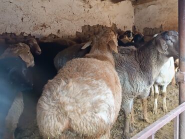 гиссарская порода овец цена: Продаю | Баран (самец) | Гиссарская | На забой, Для разведения