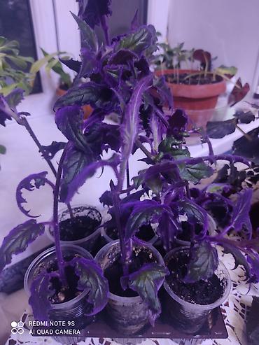 Другие комнатные растения: Комнатные цветы, растения. РАСПРОДАЮ ОСТАТКИ ПО 100 сом есть и — 24