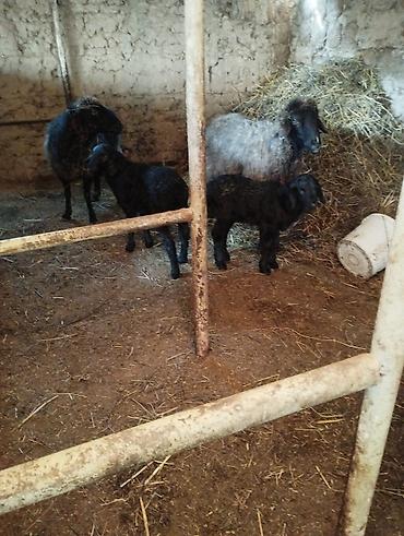 Баран, овца: Продаю | Овца (самка) | Полукровка | Для разведения | Матка — 11