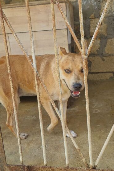 labrador balasi satilir: 9 ay, Erkek, Ünvandan götürmə