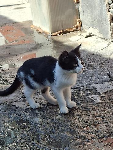 кошки бишкек купить: Отдам даром,в хорошие руки!Котята, окрасы: серо-белый, чёрно-белый и — 3