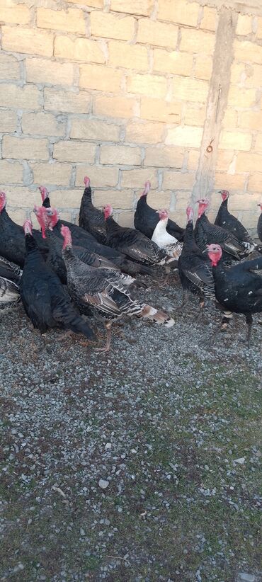 Hinduşka: Məhsul: Hinduşka sürüsü Təsvir: 8 ayliq tam sağlam kəsimə yararlı — 1