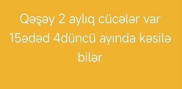liqorin toyuqlari satilir: Toyuq cücələri, Ətlik — 1