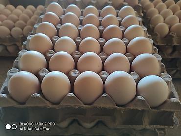 Яйца: Домашние яйца. Приглашаем к сотрудничеству продуктовые магазины — 4