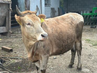 коровы каракол: Продаю | Корова (самка) | Для молока | Стельные
