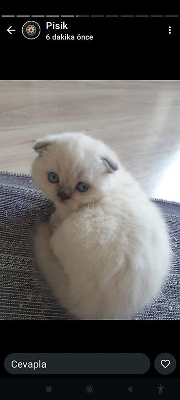 Pişiklər: Şotland — 5