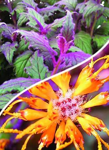 Другие комнатные растения: Комнатные цветы, растения. РАСПРОДАЮ ОСТАТКИ ПО 100 сом есть и — 13