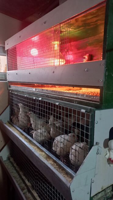 Üst hissəsi bruder olmaqla (ayrılır)4 qatdan ibarət qəfəs satılır əla
