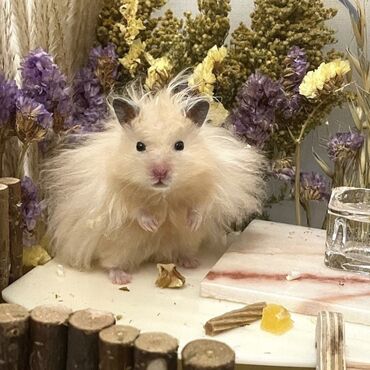 Хомяки: Продаются хомячки джунгарские, сирийские, ангорские пушистые хомячки — 6