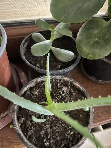 Otaq bitkiləri: Her nov guler var endirimnen verecem Gencedi istiyen yazsin satiş — 92