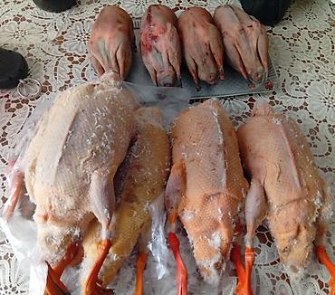 Other bird meat: Qaşqaldağ Bilənlər bilir necə dadlı olur Cəkisi gəlir 500 qram 600 -da lalafo.az — 3 Other bird meat: Qaşqaldağ Bilənlər bilir necə dadlı olur Cəkisi gəlir 500 qram 600 — 3