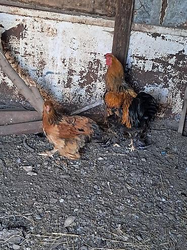 Toyuqlar: Toyuq, Brama, Damazlıq — 2
