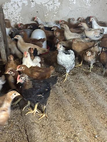 Cücələr: Toyuq cücələri, Ətlik — 4