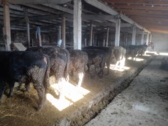 собака доберман сколько стоит: Продаю | Бык (самец) | На откорм | Привязанные