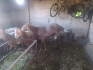 отдам кошек: Ассалому аллейкум туугандар кочкор сатылат 2 тиш Токмокто семиз