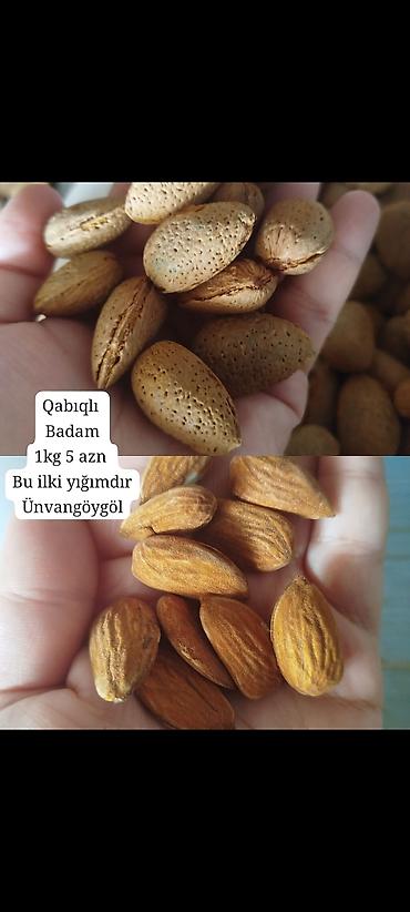 ежовик гребенчатый купить баку: Qabıqlı badam – bu ilki yığım. - Təzə yığılmış, qabığında bütöv badam — 1