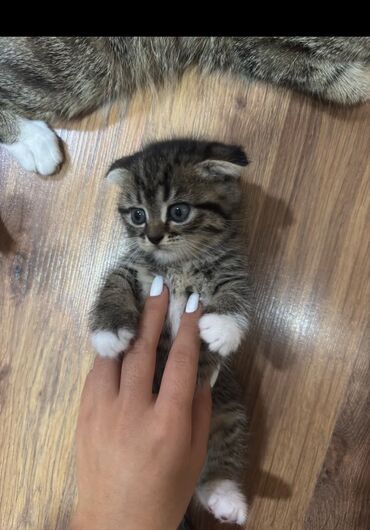 чихуахуа в добрые руки: Britan yastı qulaq, Erkək, Yaxşı əllərə, Ödənişli çatdırılma