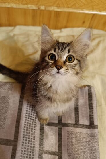 забрать котенка бесплатно: Tabbi, Dişi, Yaxşı əllərə, Ünvandan götürmə