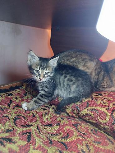 pişik cüt: Tabbi, Yaxşı əllərə — 10