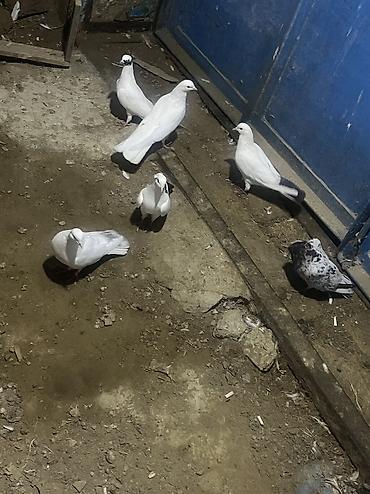 heyvan bazari quslar: Salam şekilde gorsenen bütün heyvanlar satlir heresinin öz qiymeti var — 9