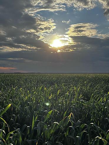 поливной жер: 142 соток, Договор купли-продажи — 5