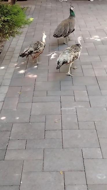 ordək balası və cucə: Toz quwu satilir tecili pul lazimdi diye deyerinden awagi verilir — 7