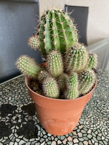 kaktuslar: Kaktus