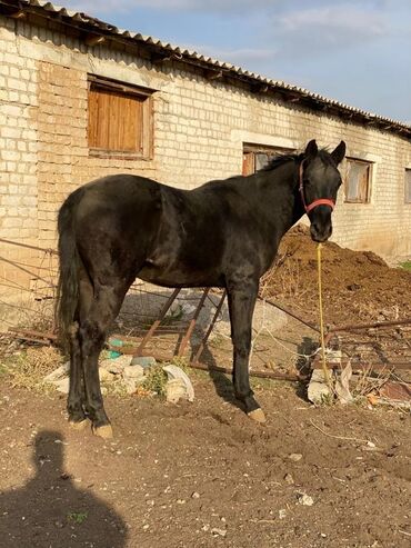 продам домик для кошки: Продаю | Жеребенок | Дончак | Конный спорт