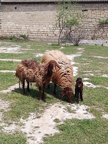 balın kilosu: Qurbanlıq qoç ana bala qoyun maştağada — 3