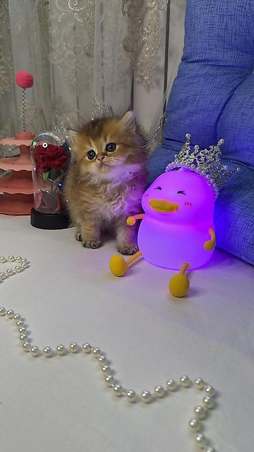 Heyvanlar: Britaniya uzun tüklü (British Longhair) balaca pişiklər - Cinsi: uzun — 2